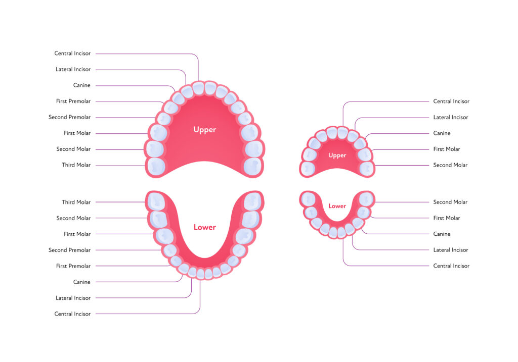 Why Dentists Call Out Numbers Why Dentists Call Out Numbers